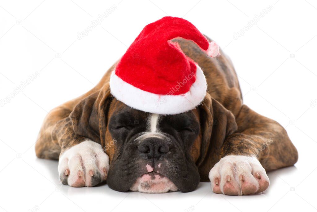 Christmas puppy  isolated on white