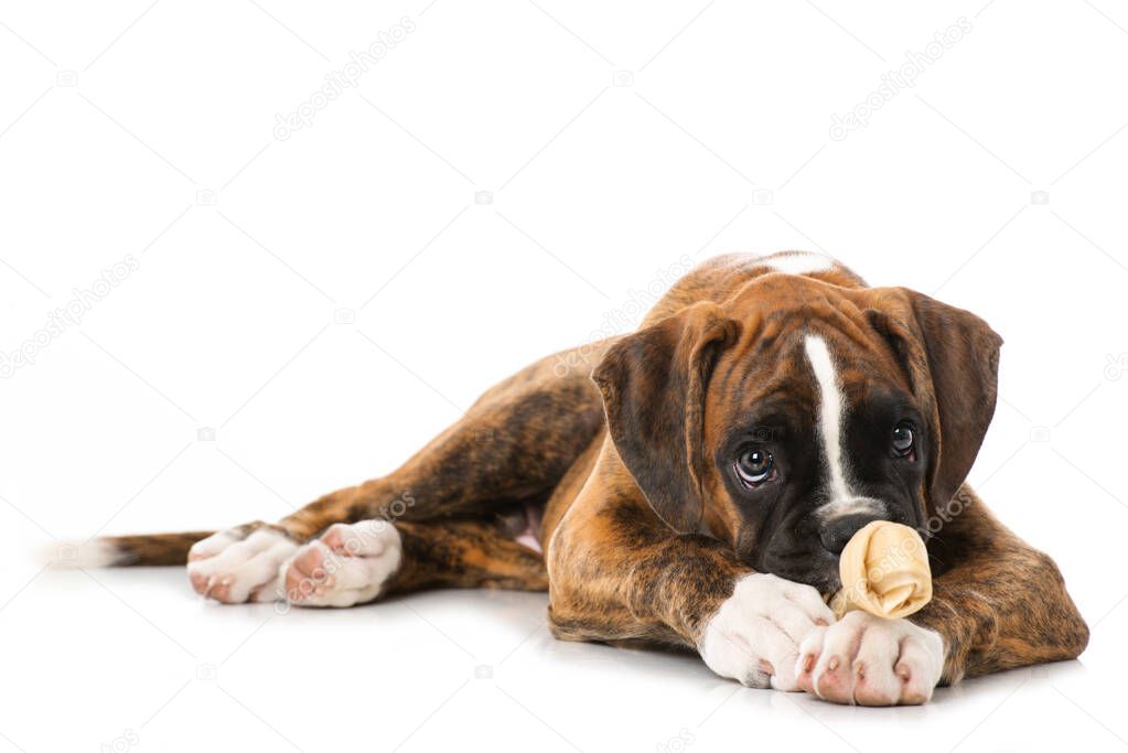 Puppy with bone isolated on white