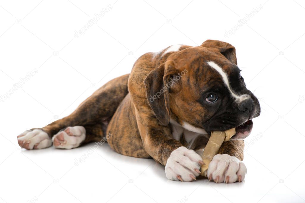 Puppy with bone isolated on white