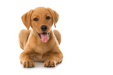 Labrador köpek yavrusu beyazı izole etti