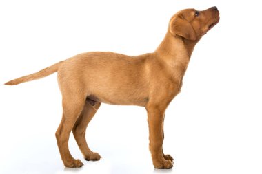 Labrador yavrusu beyazın üzerinde tek başına duruyor.