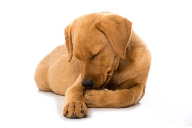 Labrador köpek yavrusu beyazı izole etti