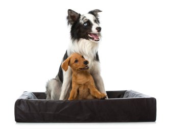 Yetişkin bir çoban köpeği ve beyaz bir labrador köpeği.