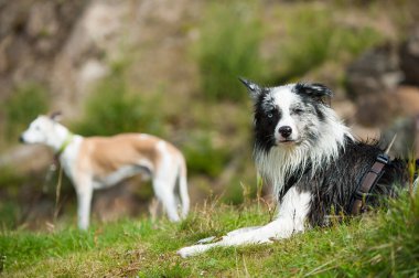 Gölde ıslak bir çoban köpeği