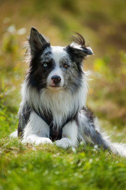 Gölde ıslak bir çoban köpeği