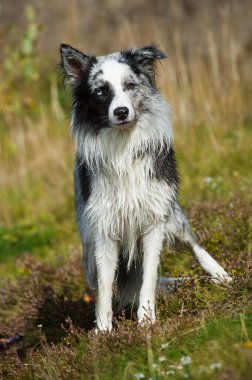 Gölde ıslak bir çoban köpeği