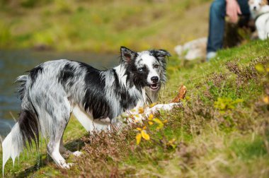Gölde oynayan Border collie köpeği