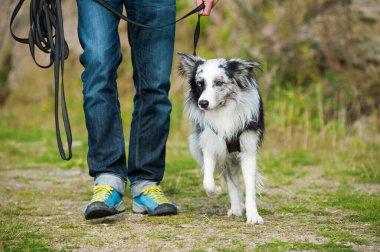 Border collie dog at a towline