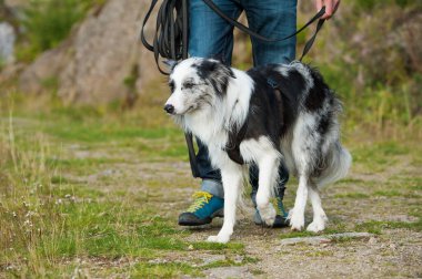 Border collie dog at a towline