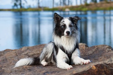 Gölde çoban köpeği var.