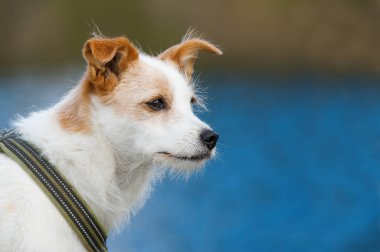 Gölde küçük melez bir köpek