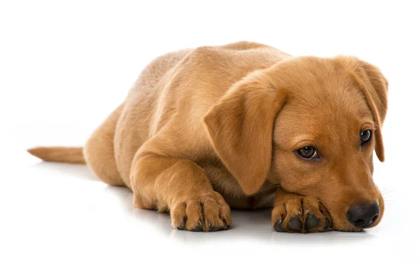 Labrador Štěně Izolované Bílém — Stock fotografie