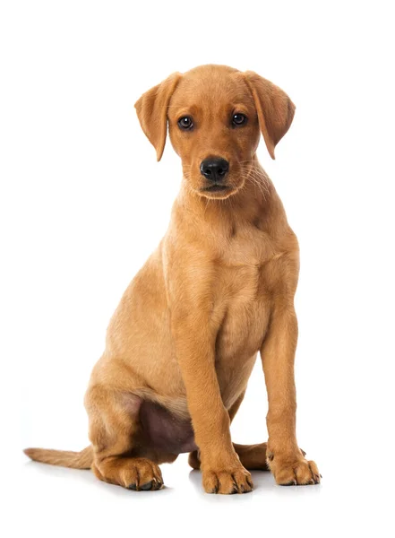 Labrador Cachorro Sentado Aislado Blanco — Foto de Stock