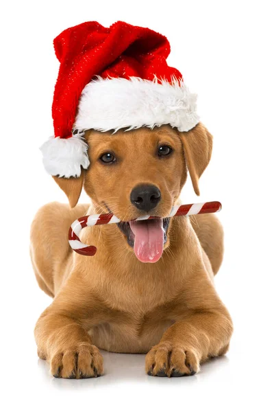 Labrador Welpe Mit Weihnachtsmütze Isoliert Auf Weiß — Stockfoto