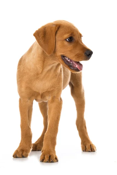 Cachorro Labrador Pie Aislado Blanco — Foto de Stock