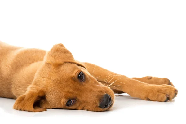 Labrador Cucciolo Sdraiato Isolato Sfondo Bianco — Foto Stock