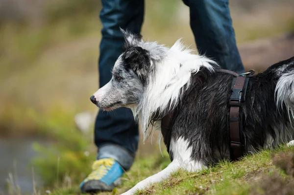 Natte Border Collie Hond Bij Het Meer — Stockfoto