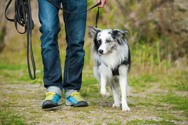 Anjing Penjaga Perbatasan Sebuah Handuk — Stok Foto