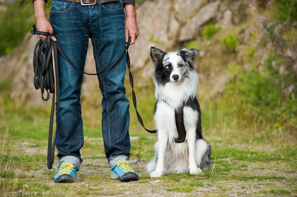 Anjing Penjaga Perbatasan Sebuah Handuk — Stok Foto