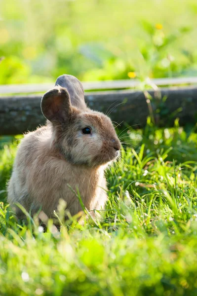 Dwarf Rabbit Meadow — Stock Photo, Image