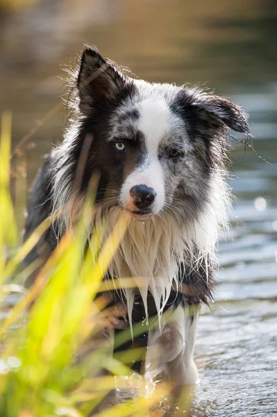 Przygraniczny Pies Collie Nad Jeziorem — Zdjęcie stockowe