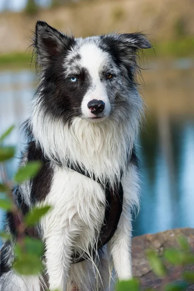 Border Collie Hond Bij Het Meer — Stockfoto