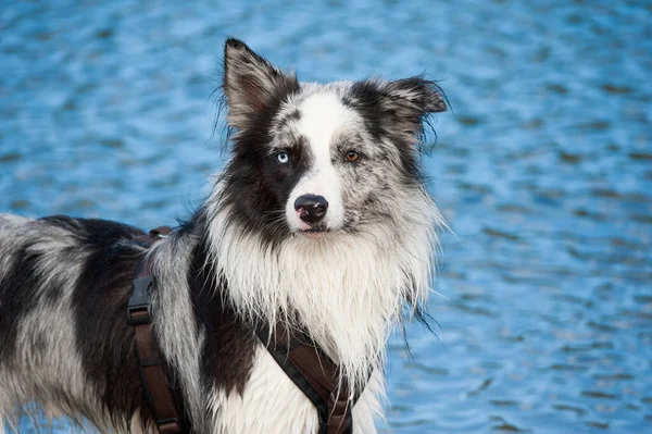 Border Collie Chien Bord Lac — Photo