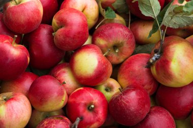 Birçok kırmızı elmanın üst görünümü