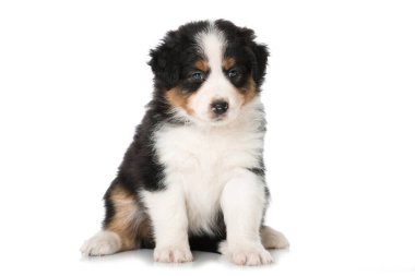 Avustralyalı çoban köpeği beyazı izole etti