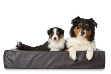 Avustralya çoban köpeği ve beyaz köpek yavruları.