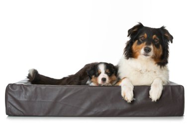 Avustralya çoban köpeği ve beyaz köpek yavruları.