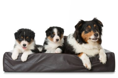 Avustralya çoban köpeği ve beyaz köpek yavruları.