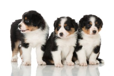 Avustralyalı çoban köpekleri beyazlar üzerinde izole edilmiş.
