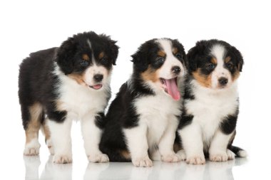 Avustralyalı çoban köpekleri beyazlar üzerinde izole edilmiş.