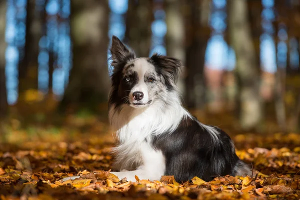 Border Collie Hund Bunten Herbstblättern — Stockfoto