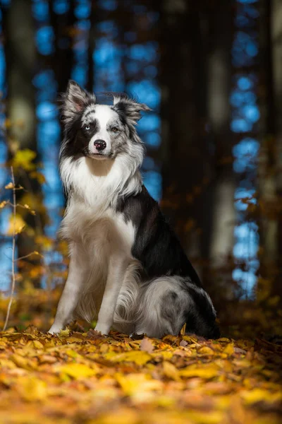 Border Collie Pies Kolorowe Jesienne Liście — Zdjęcie stockowe
