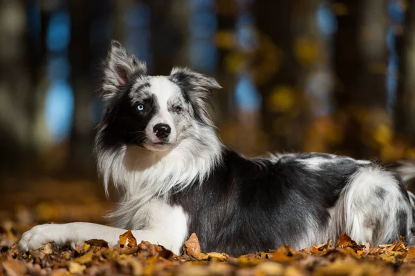 Border Collie Chien Dans Des Feuilles Automne Colorées — Photo