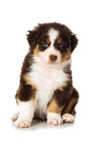 Australische Herder Puppy Geïsoleerd Wit — Stockfoto