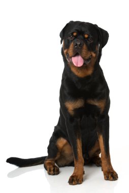 Rottweiler köpeği beyazda izole edilmiş.