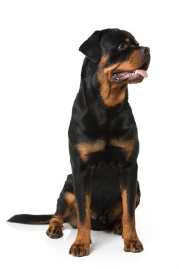 Rottweiler köpeği beyazda izole edilmiş.