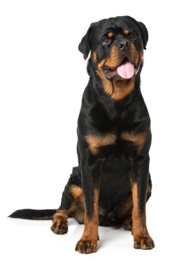 Rottweiler köpeği beyazda izole edilmiş.