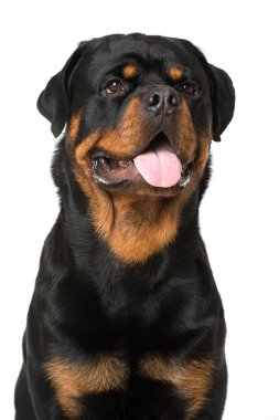 Rottweiler köpeği beyazda izole edilmiş.