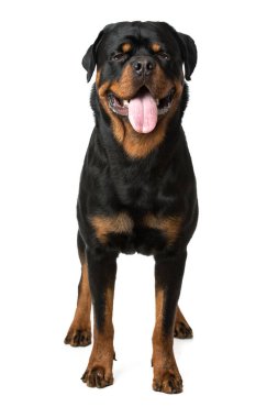 Rottweiler köpeği beyazda izole edilmiş.