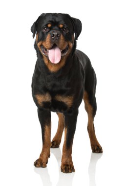 Rottweiler köpeği beyazda izole edilmiş.