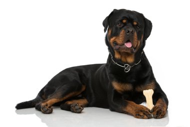 Rottweiler köpeği beyazda izole edilmiş.