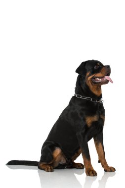 Rottweiler köpeği beyazda izole edilmiş.