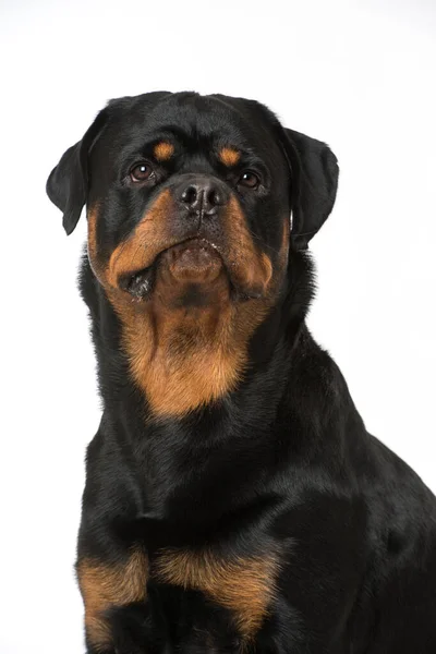 Rottweiler Pes Izolovaný Bílém — Stock fotografie