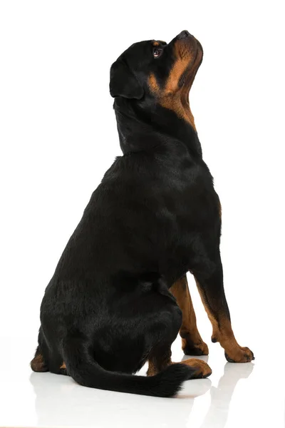 Rottweiler Hund Isolerad Vit — Stockfoto