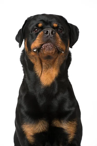 Anjing Rottweiler Terisolasi Atas Putih — Stok Foto