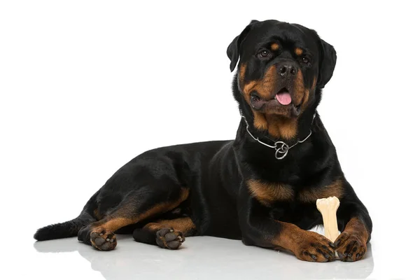 Rottweiler Pies Izolowany Białym — Zdjęcie stockowe